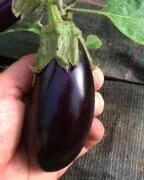 Koulon Eggplant