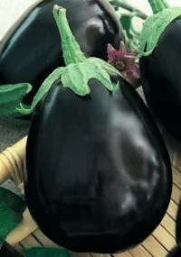 "Krasan" Early Aubergine