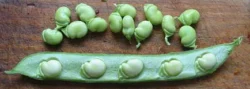 'Aquadulce Longpod' Broad Bean