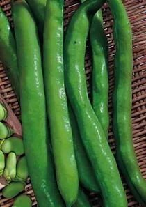'Long Cascine' Broad Bean