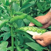 'Leidse Hangdown' Broad Bean