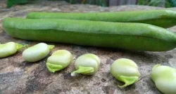 'Ratio' Broad Bean