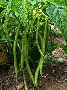 'Cupidon' Filet Bush Bean
