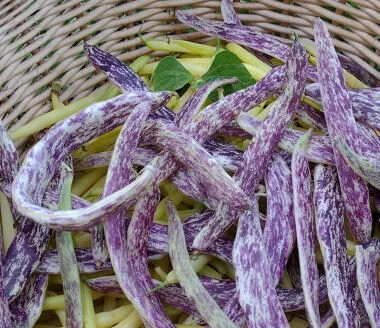 ‘Marvel of Piemonte’ Stripey Bush Bean