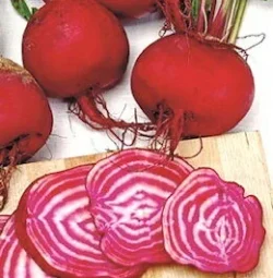 "Bilik" Stripey Chioggia Beetroot
