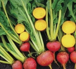 ‘Burpees Golden’ Yellow Beetroot