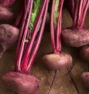 Early Turnip-rooted Egyptian