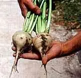 Albino' White Beetroot
