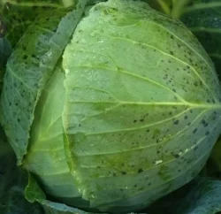"Belarusskaya 455" Summer/Autumn Cabbage