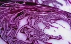 'Rouge Tete Noir' Late Summer/Early Autumn cabbage