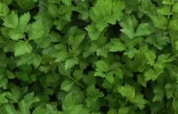 'Amsterdam Cutting' Celery