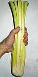 Golden Self-blanching Celery