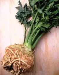 'Giant Prague' Celeriac
