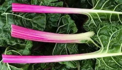 Candy-Striped Chard
