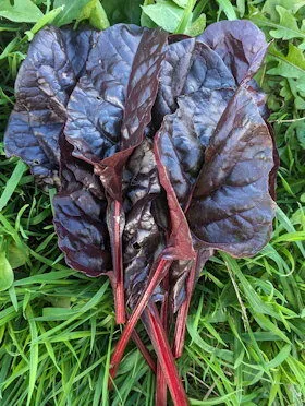 Rhubarb-Red Chard