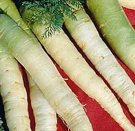 'Blanche a Collet Vert'