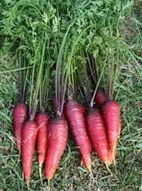 'Blood Red' ('Rouge Sang')