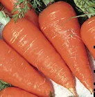 D'Eysines Carrot
