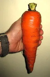 'Giant Red' Dark Orange Carrot