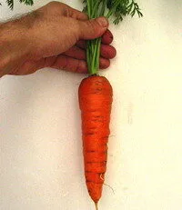 Manchester Table Carrot