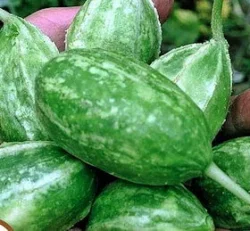 'Liso Calcuta' Antilles Cucumber