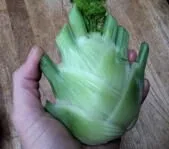 'Colossal' Fennel