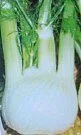 'Mantovano' Spring-sowable Fennel