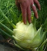 Perfection Fennel