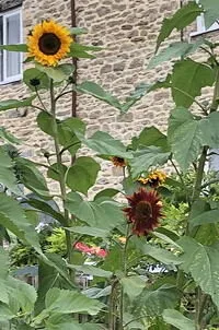 Autumn Beauty Sunflower Mix