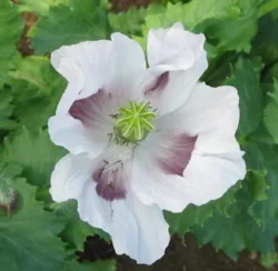 Sokol breadseed poppy