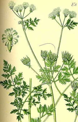 Chervil