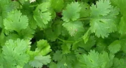 Coriander - leaf selection