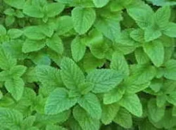 Melissa (Lemon Balm);