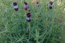 'Pipiche' (Porophyllum tagetoides)