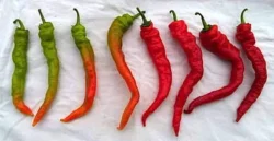 Chinese Dragon Tongue