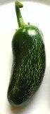 Early Green Jalapeño