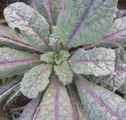 Dazzling Blue Kale