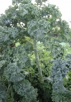 East Friesian Palm Kale