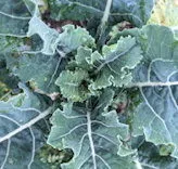 Homesteader's Kale Mix