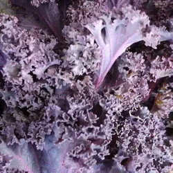 Red Curly Kale