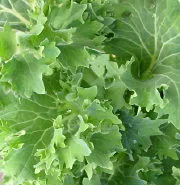 True Siberian Kale