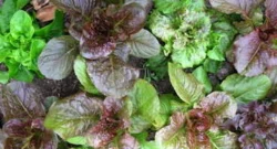 The Mortons' Secret Mix