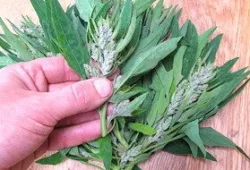 Huauzontle (Aztec Broccoli!)