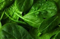 "Securo" SUMMER Spinach