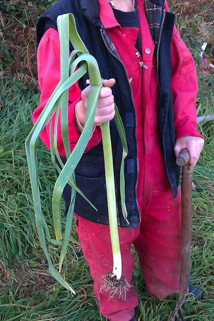 Giant Bulgarian Leek