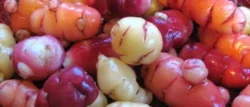 Mixed Oca
