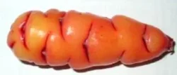 Orange Oca with Red Eyes