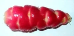 Scarlet Oca with White Eyes