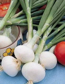 Early Pompeii White OVERWINTERING or EARLY SOWING