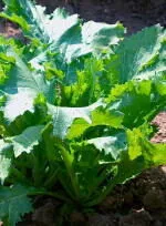 "Nine Headed Bird" Cunning Greens